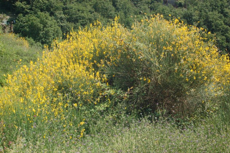 Ancora ginestre ...